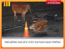 1.5. GIA SUC THA RONG